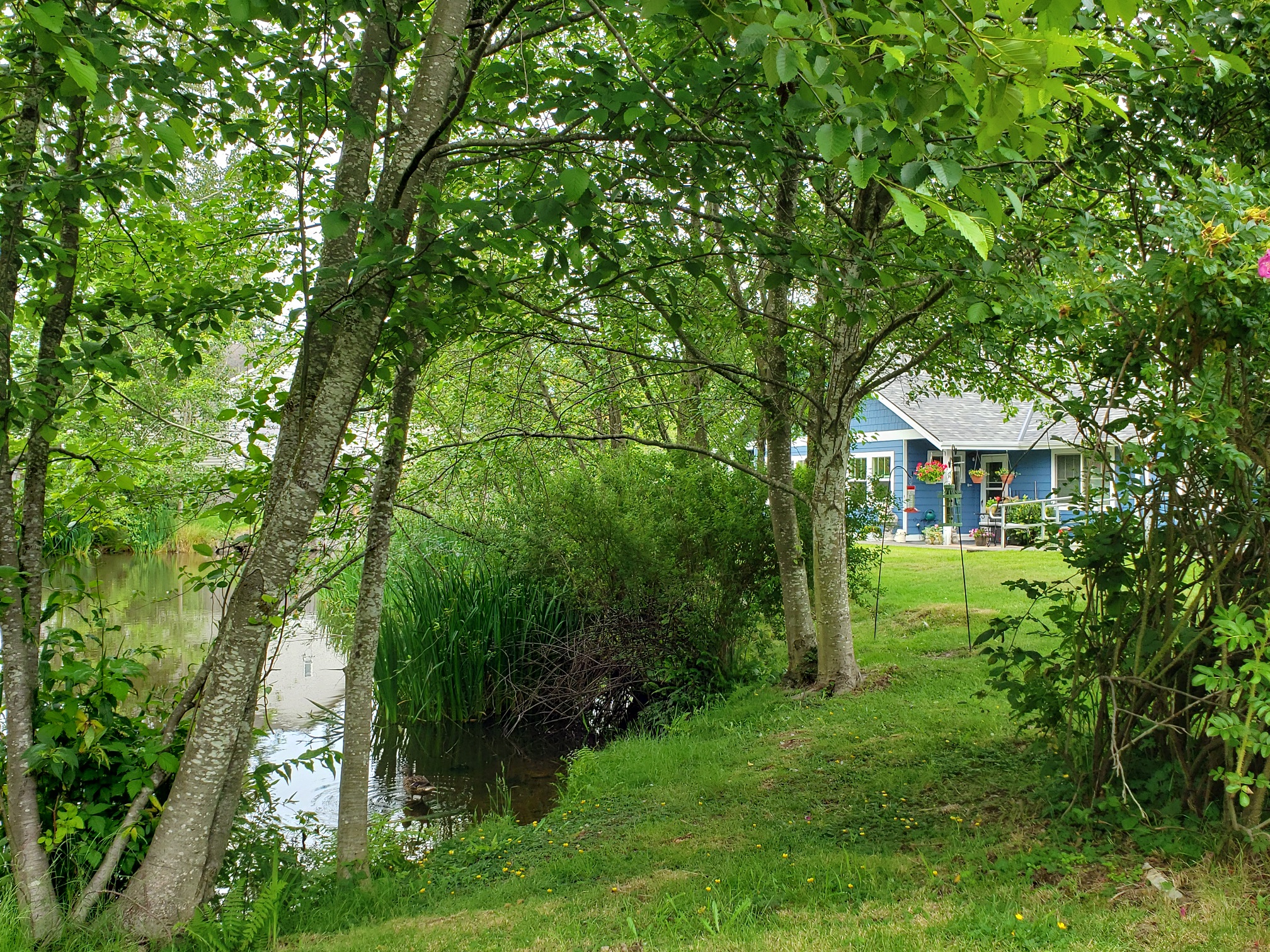 Beautiful pond near Evergreen Cottages
